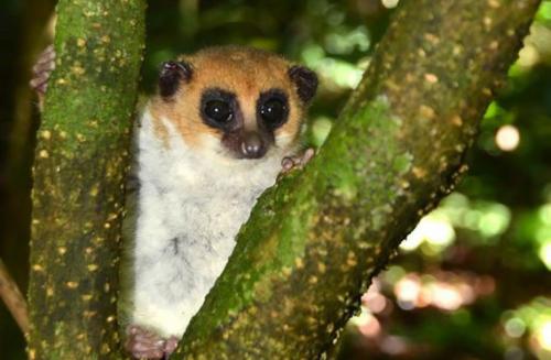 Madagascar, un l&eacute;murien nain d&eacute;couvert