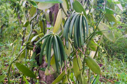 Avant que la vanille ne s'&eacute;croule, Madagascar prend des mesures